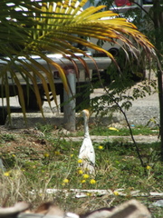 Bubulcus ibis