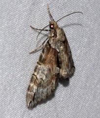 Hydriomena exculpata