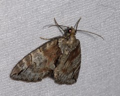 Hydriomena exculpata