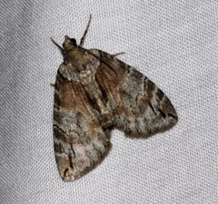 Hydriomena exculpata