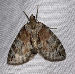 Hydriomena exculpata