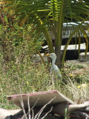 Bubulcus ibis