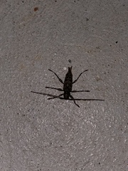 Graphisurus fasciatus