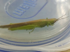 Stenacris vitreipennis