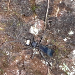 Priochilus gloriosum