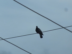 Columba livia
