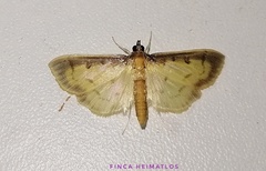 Eulepte alialis