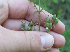 Penstemon laevigatus