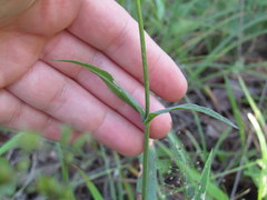 Penstemon laevigatus