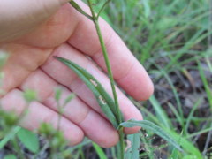 Penstemon laevigatus