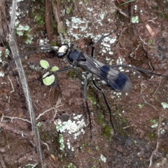 Priochilus gloriosum