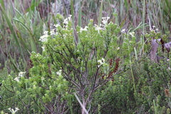Gnidia tomentosa