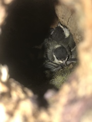Parus major