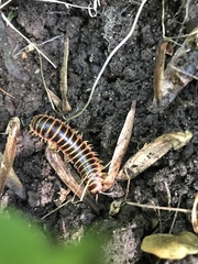 Apheloriini