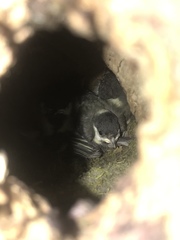 Parus major