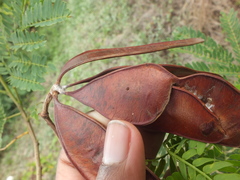 Pterygota