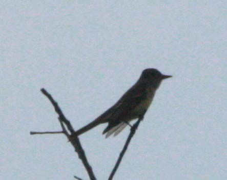 Myiarchus crinitus