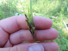 Scleria oligantha