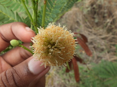 Pterygota
