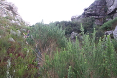 Aspalathus chenopoda