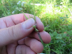 Scleria oligantha