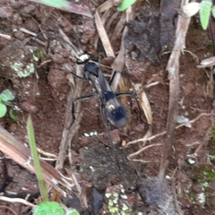 Priochilus gloriosum