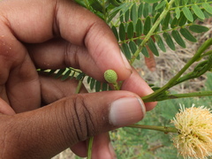 Pterygota