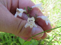 Penstemon laevigatus