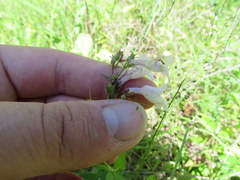 Penstemon laevigatus
