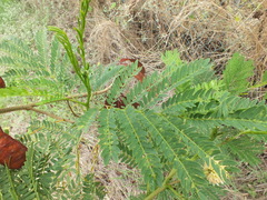 Pterygota