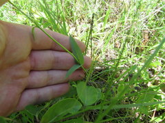 Penstemon laevigatus