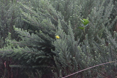 Aspalathus chenopoda