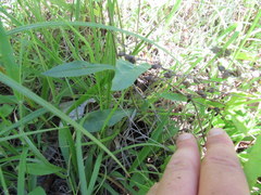 Penstemon laevigatus