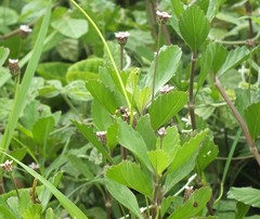 Phyla