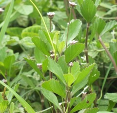 Phyla