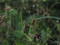 Boerhavia coccinea