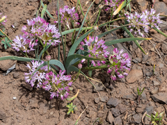 Allium tolmiei