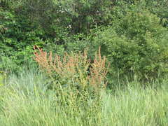Rumex patientia orientalis