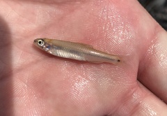 Notropis texanus