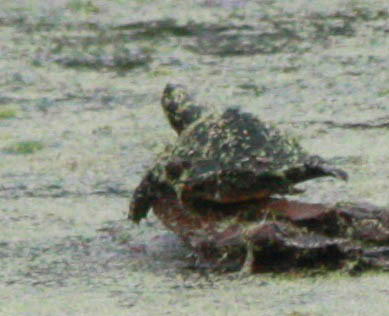 Emydidae