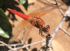 Libellula saturata