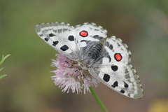 Parnassius nomion