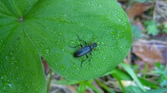 Cortodera femorata