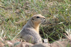Spermophilus