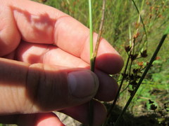 Juncus brachycarpus