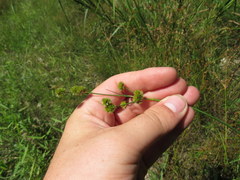 Juncus brachycarpus