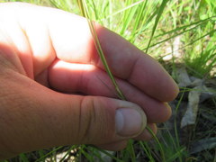 Carex hirsutella