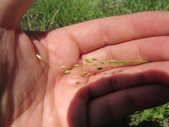 Dichanthelium depauperatum