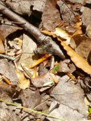 Tabanomorpha
