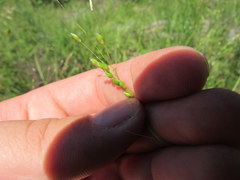 Dichanthelium depauperatum